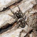 Salticus senicus (Zebra Spider).jpg